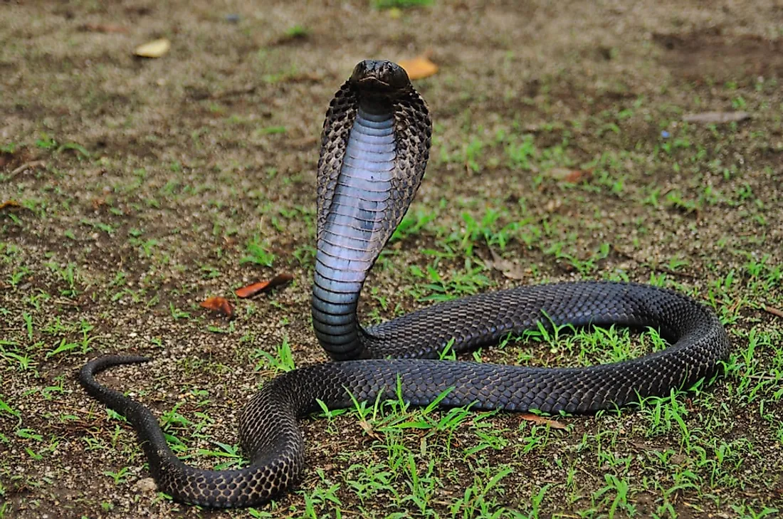 Where Do King Cobras Live? - WorldAtlas