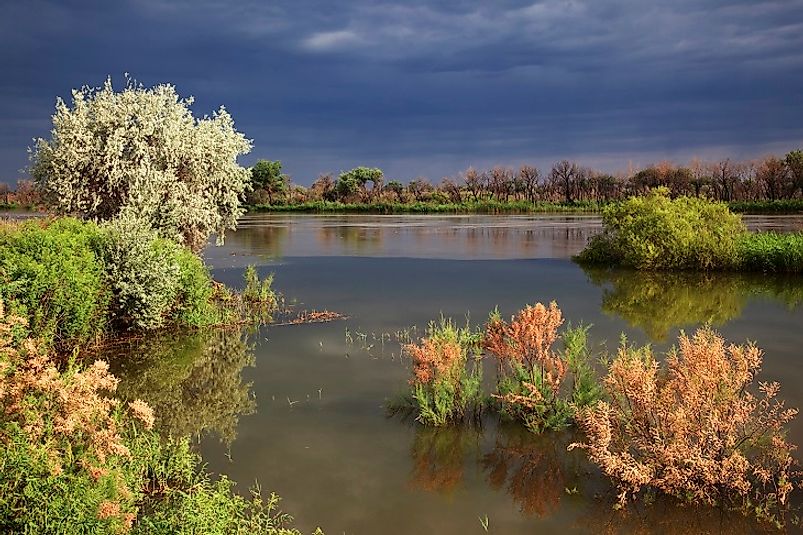 Riparian ecosystems along the Syr Darya in Kazakhstan.