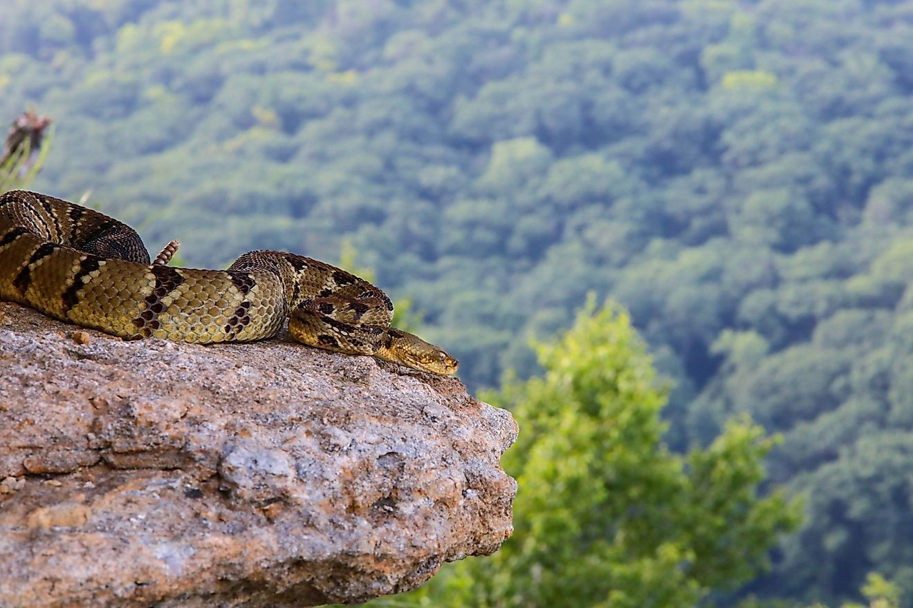 Timber Rattlesnake (Crotalus horridus) - Wisconsin