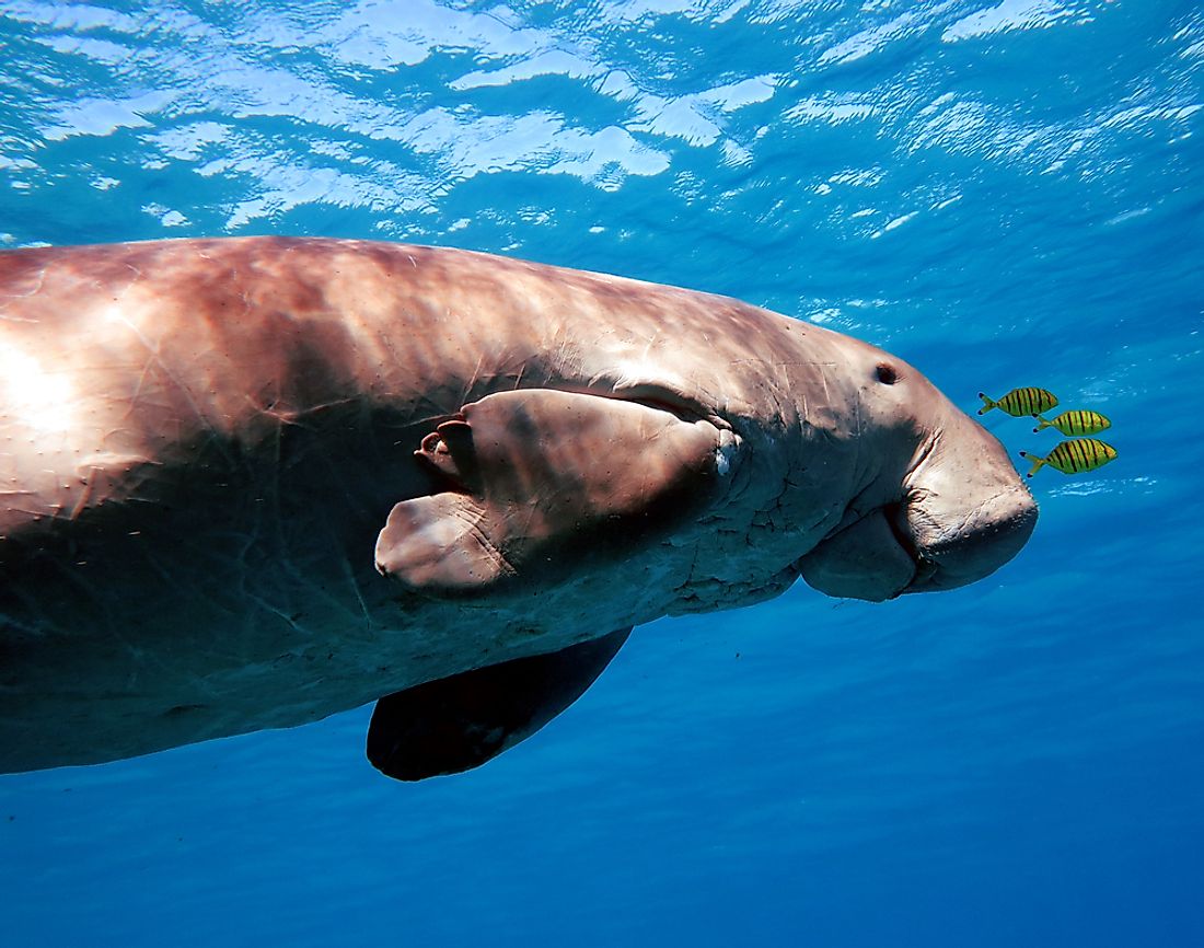 A dugong.