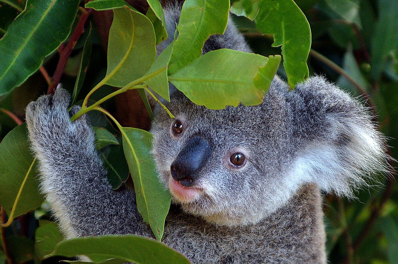 A koala joey looking at camera in Australia Currumbin Wildlife Sanctuary. Image credit: ChameleonsEye/Shutterstock.com