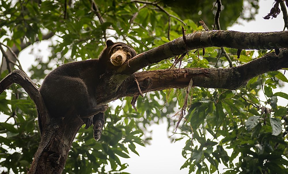 A sun bear in Malaysia. 