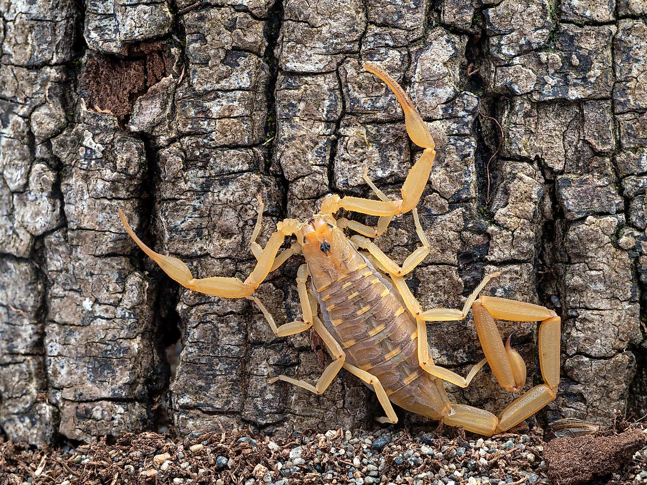 Arizona black scorpion. Image credit: Ernie Cooper/Shutterstock.com