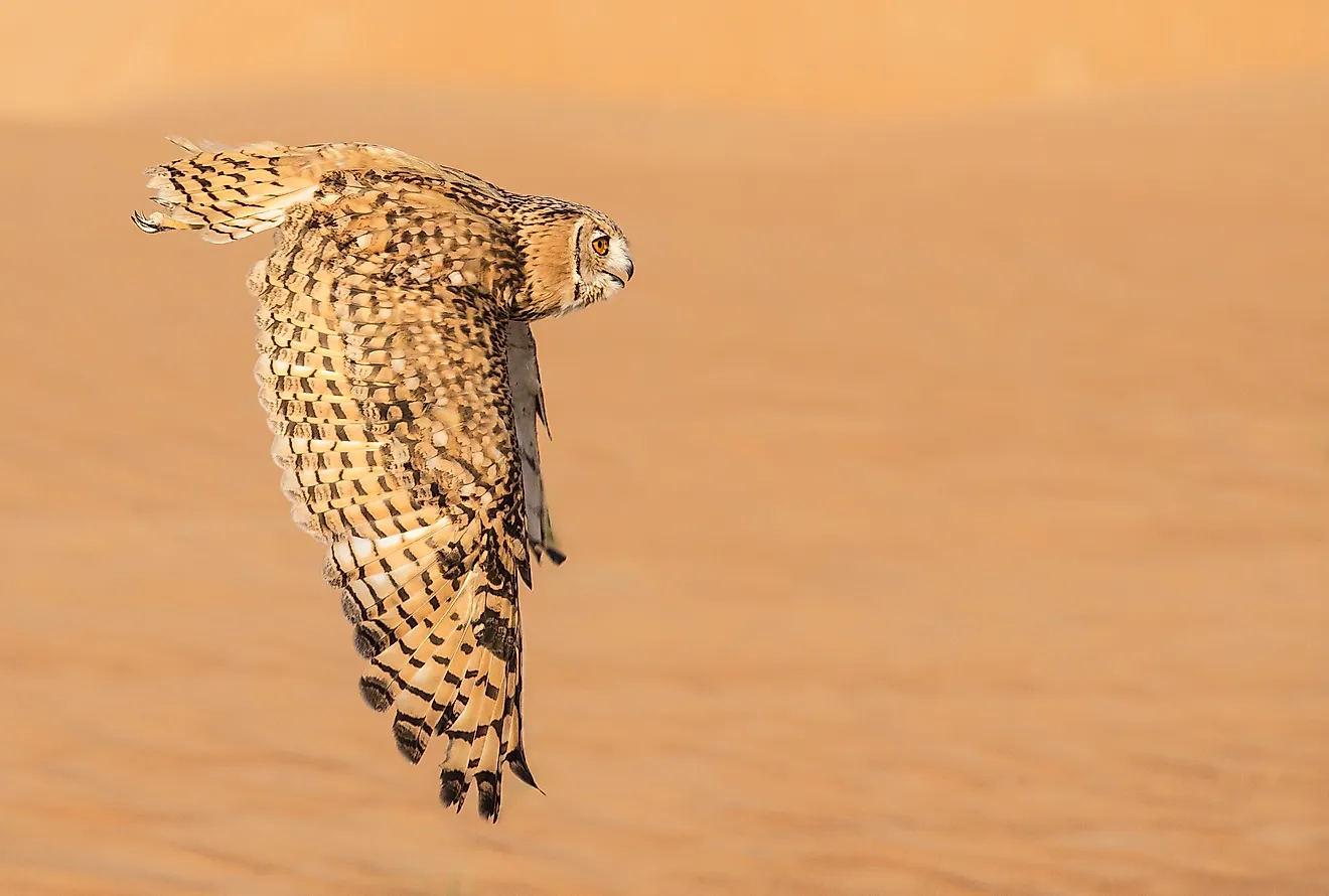 Desert Eagle Owl mid flight in Dubai Desert Conservation Reserve in United Arab Emirates. Image credit: Kertu/Shutterstock.com