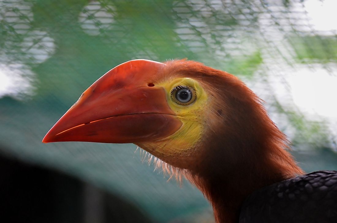 Beautiful Birds That Are Endemic To The Philippines - WorldAtlas
