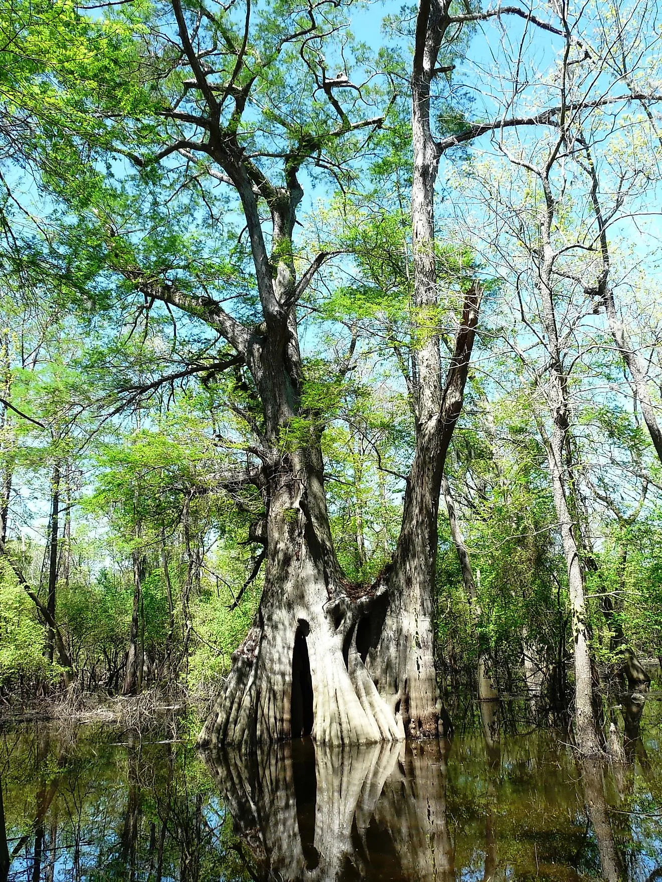 The national champion bald cypress at Cat Island National Wildlife Refuge, Louisiana. Photo: Bob Strader/USFWS, public domain.