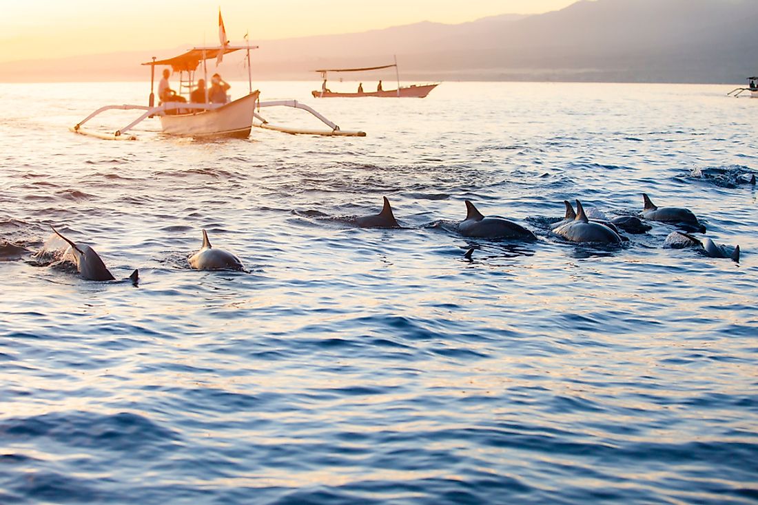 The Bali Sea hosts a variety of wildlife that is popular with tourists.