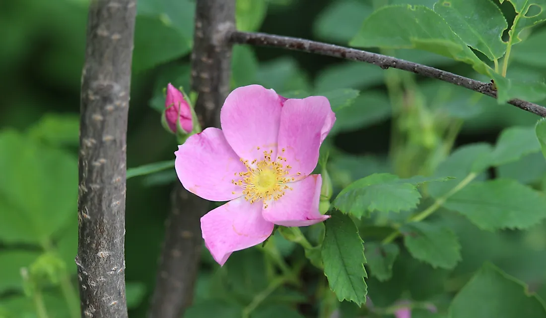 The wild prairie rose is found throughout the state of North Dakota.