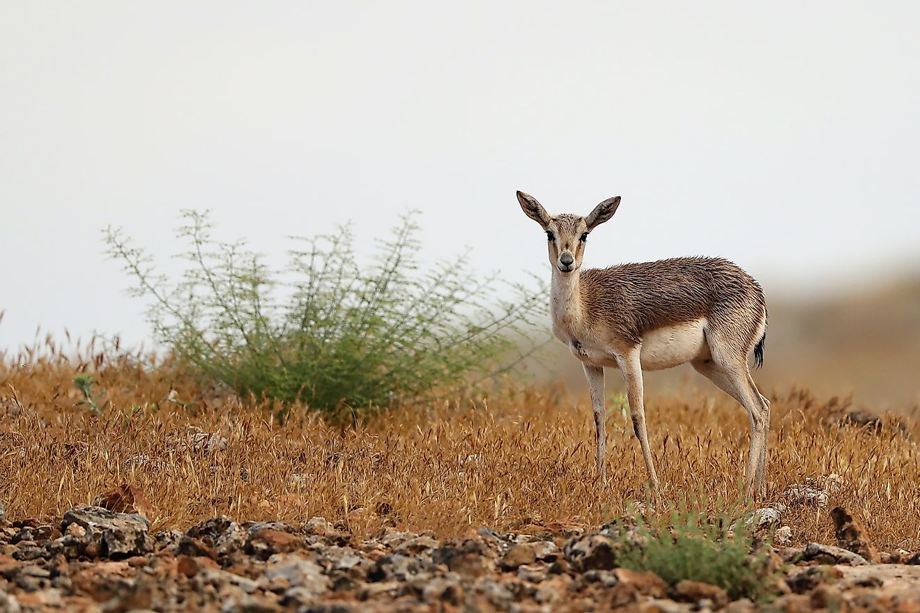A black-tailed gazelle. Image credit: yabaninizinde/Shutterstock.com