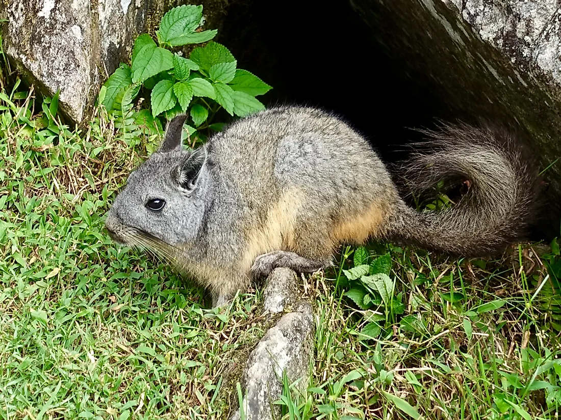 In the wild, chinchillas are found in the Andes Mountains of South America.
