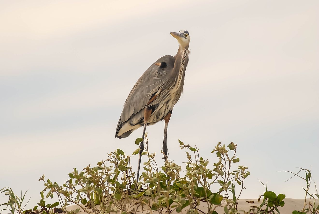 Birdwatching, such as that of the Great Blue Herons commonly seen on its sand dunes, is one of the biggest natural draws to Padre Island National Seashore.