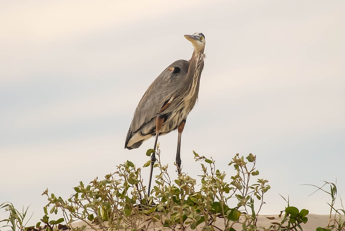 Birdwatching, such as that of the Great Blue Herons commonly seen on its sand dunes, is one of the biggest natural draws to Padre Island National Seashore.