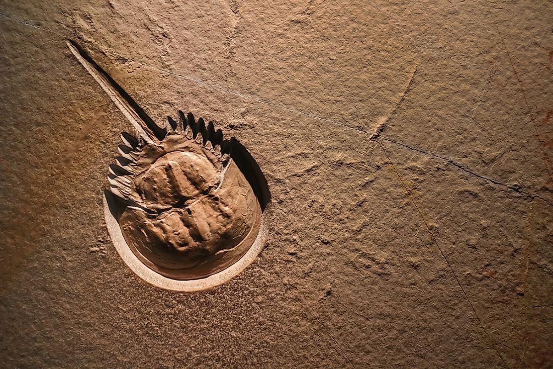 Horseshoe crab fossil, Ordovician age around 400 million years ago