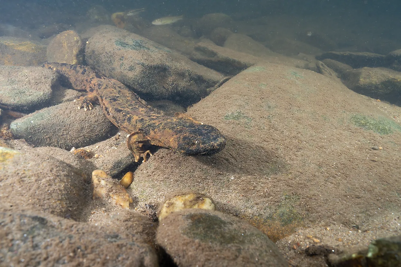 An eastern hellbender (Cryptobranchus alleganiensis alleganiensis)