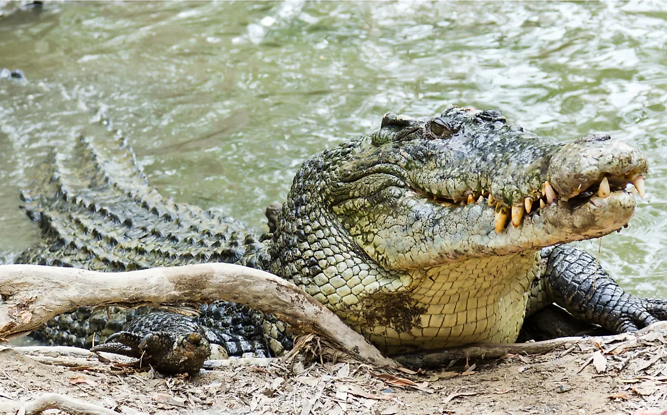 The saltwater crocodile, the world's largest reptile. 