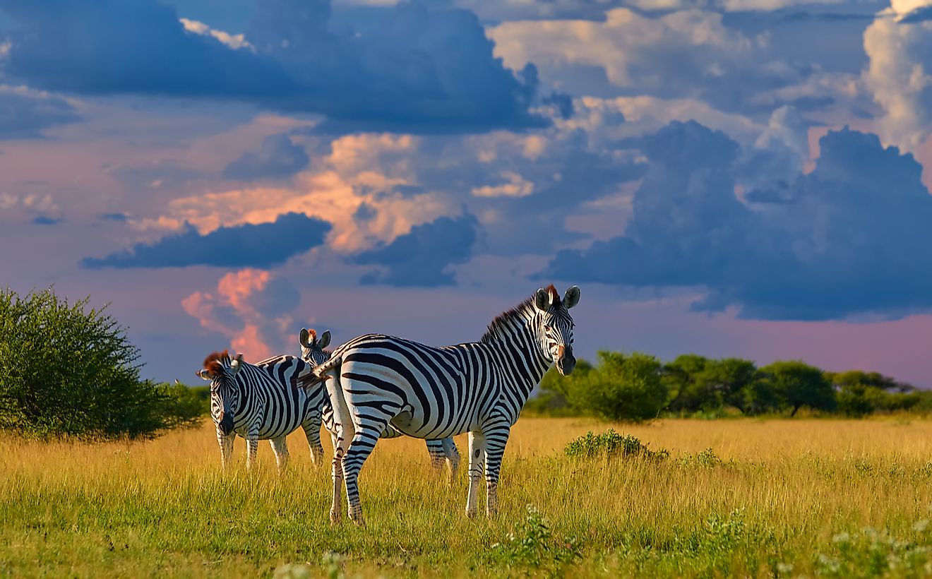 Zebras in Nxai Pan National Park, Botswana. 