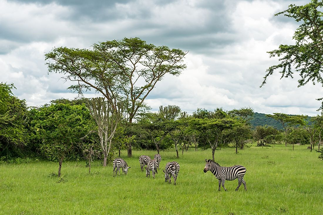 Zebras in Lake Mburo National Park. 
