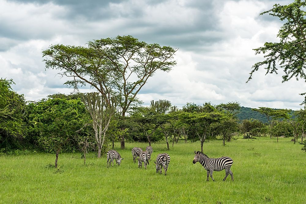 Zebras in Lake Mburo National Park.