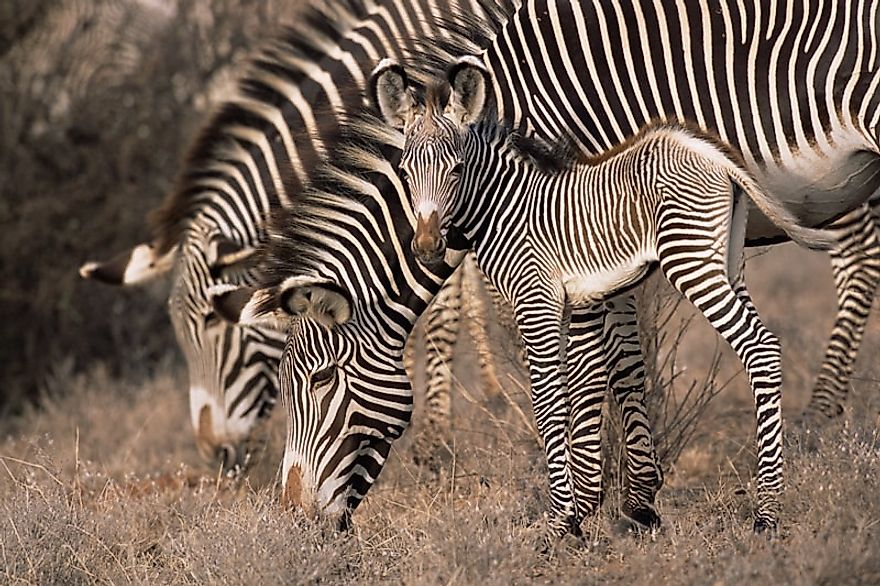 A Grevy's zebra mother and foal. Photo copyright James Warwick.