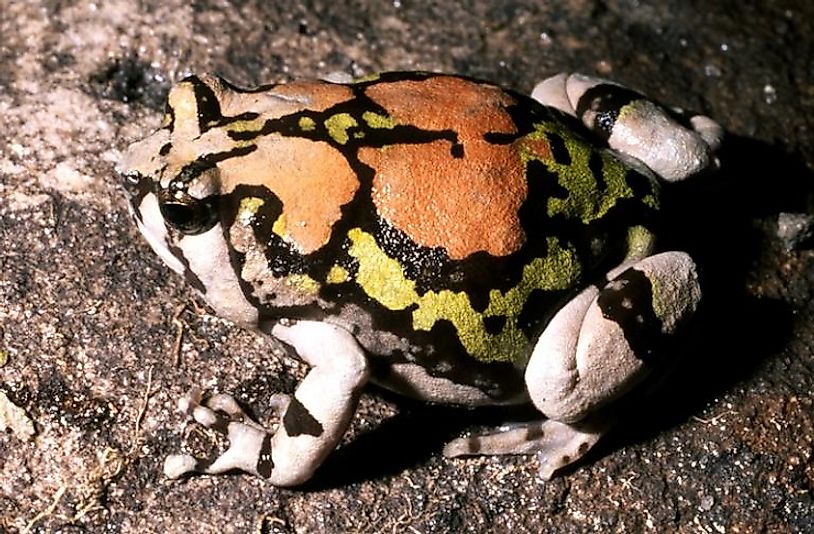 A Rainbow Burrowing Frog at the bottom of a rocky canyon in south-central Madagascar.