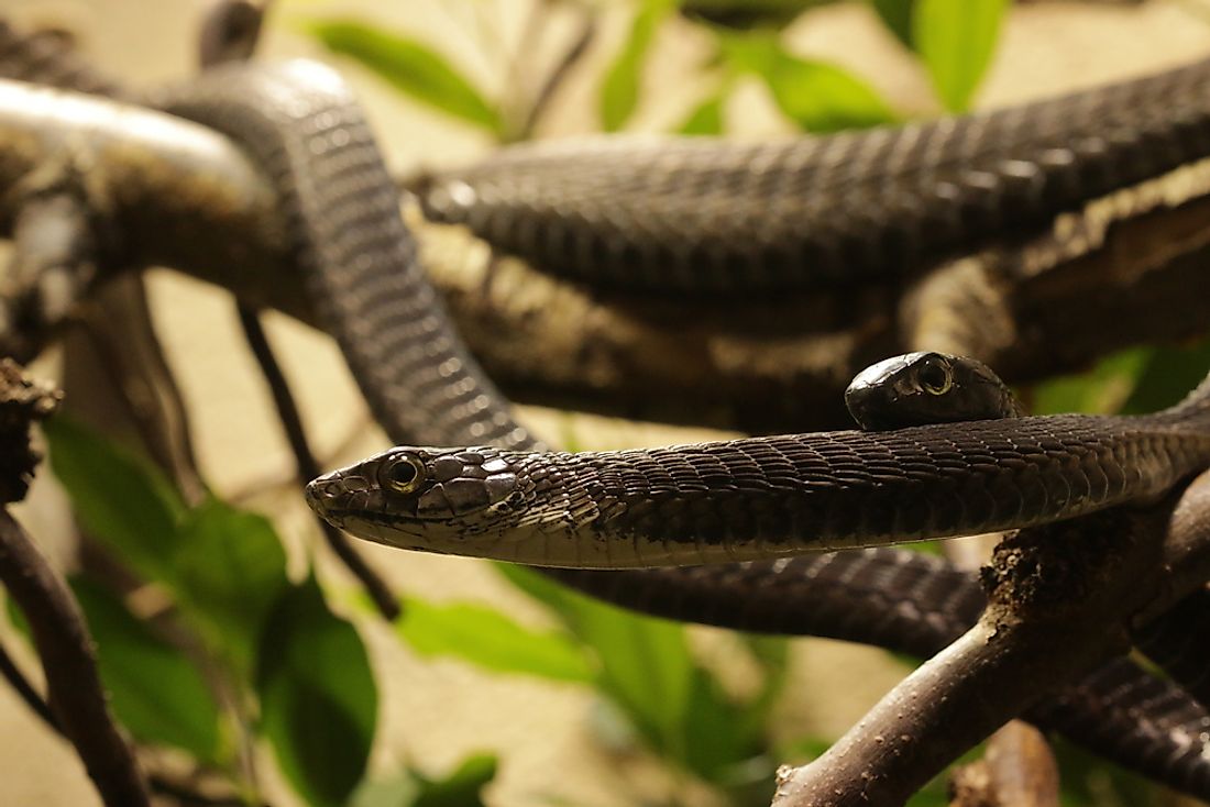 Boomslang snakes are highly venomous and can be found in Mali. 