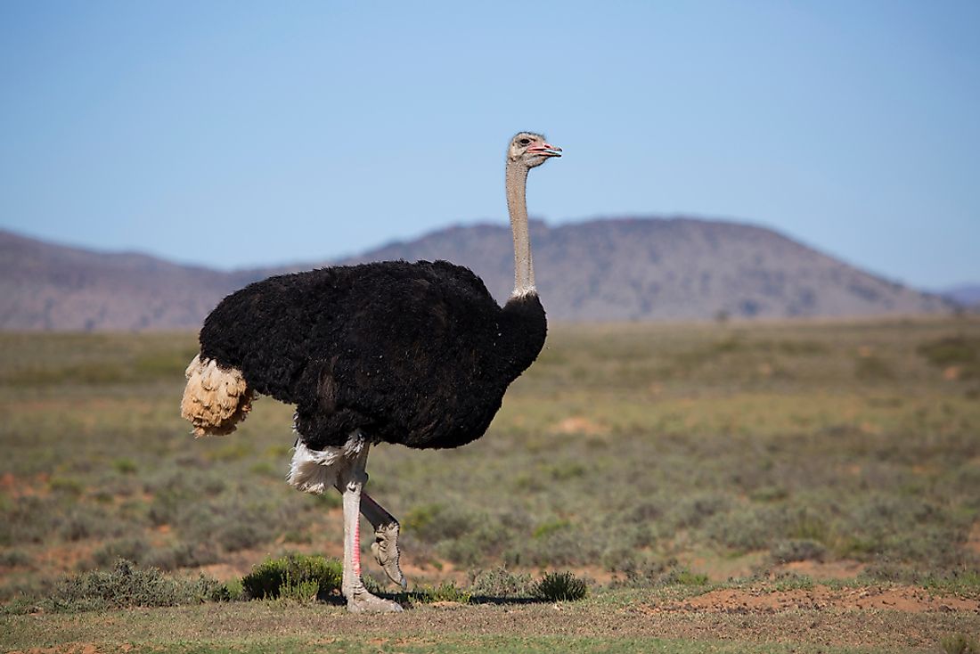A male common ostrich. 