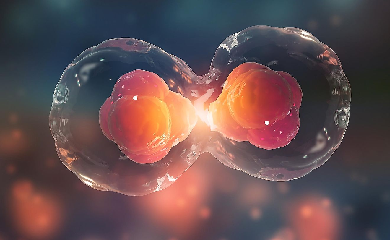 Cell division.
