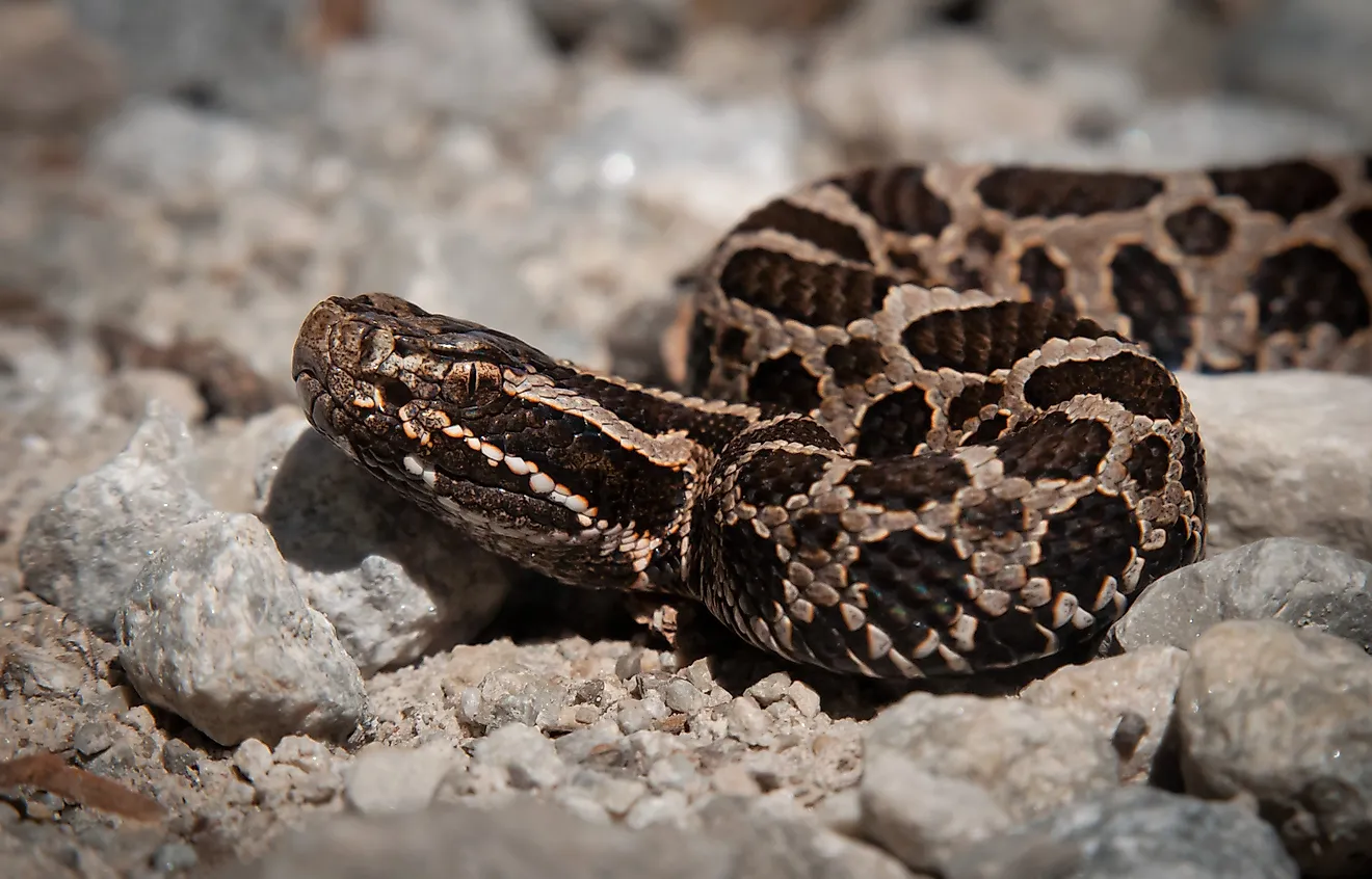 Young juvenile eastern massasauga rattlesnake on macro portrait on gravel road