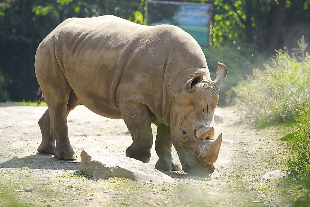 The Javan rhinoceros.