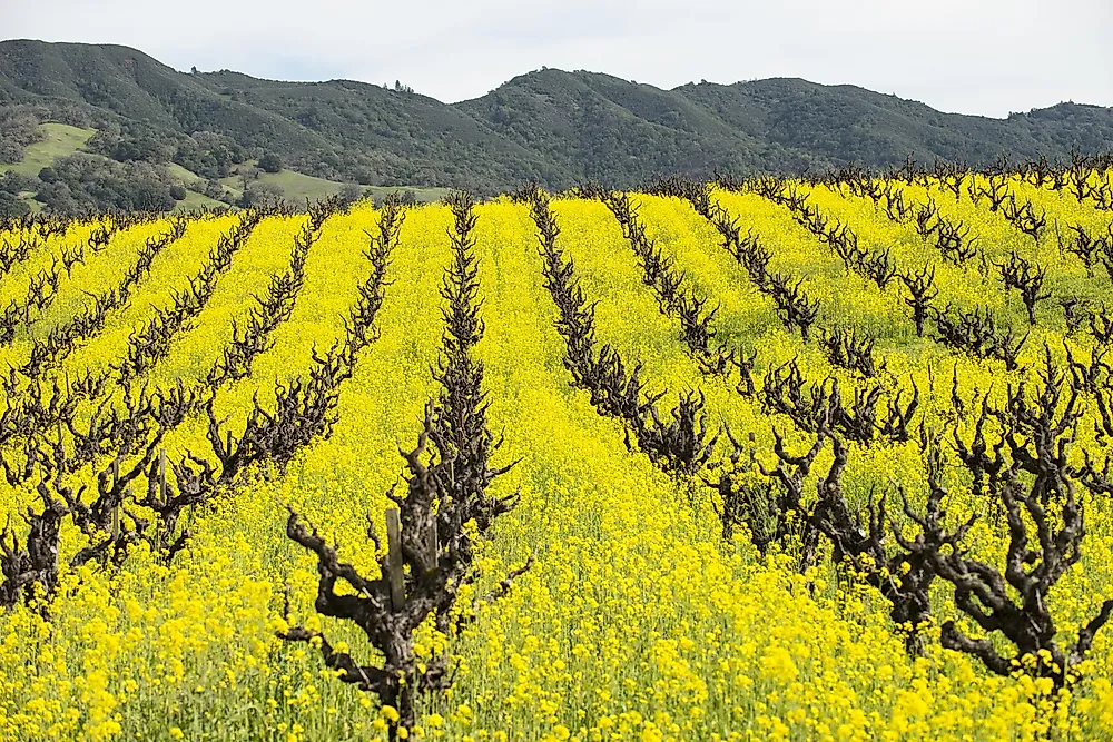 Yellow mustard cover crop. 