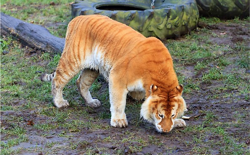 A liger, a hybrid offspring of a female tiger and a male lion. 