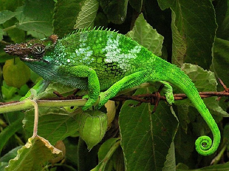 The West Usambara Two-Horned Chameleon.