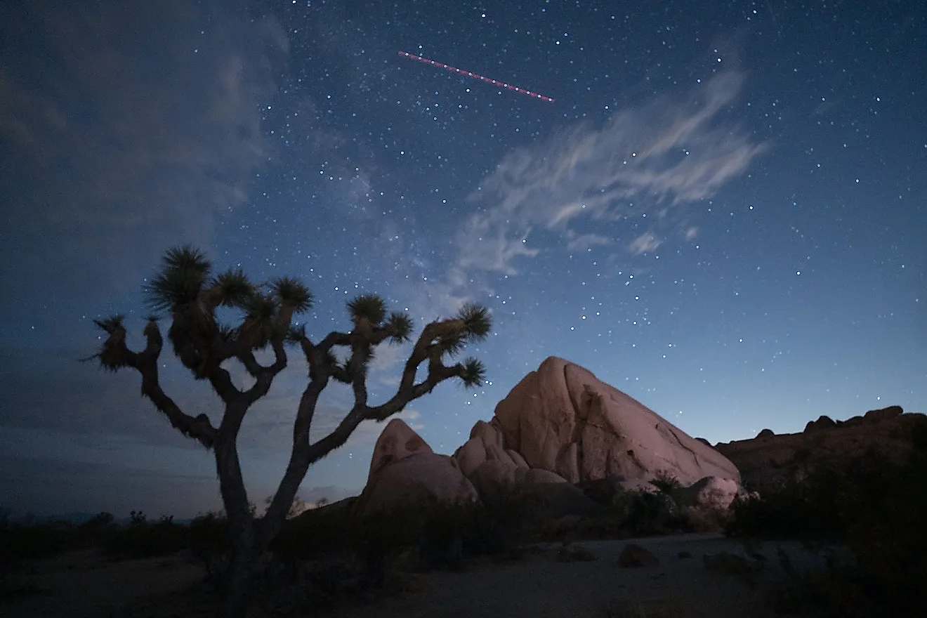 The night sky with stars and a Joshua tree silhouette in Joshua Tree National Park, California.