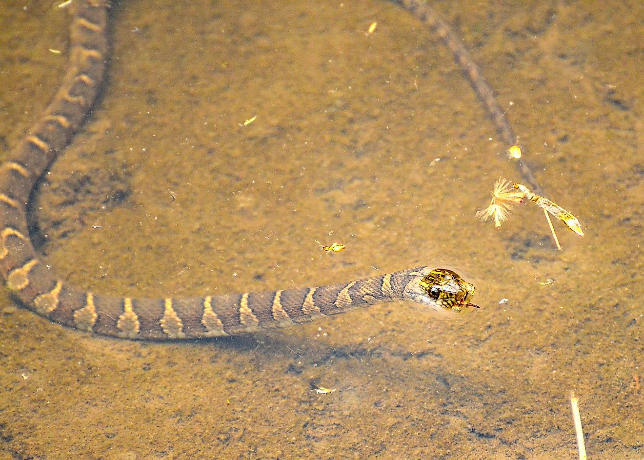 Northern watersnakes are common in Kansas.
