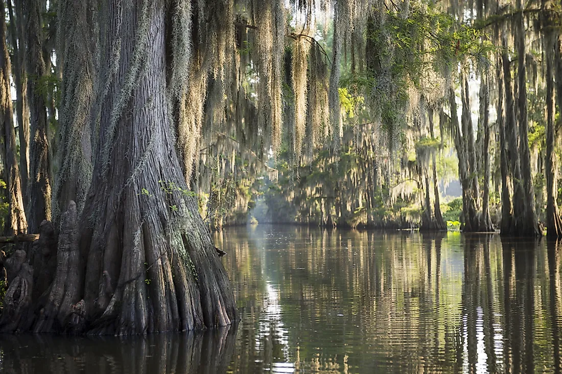 Swamps are wetlands dominated by trees with slow-moving water.