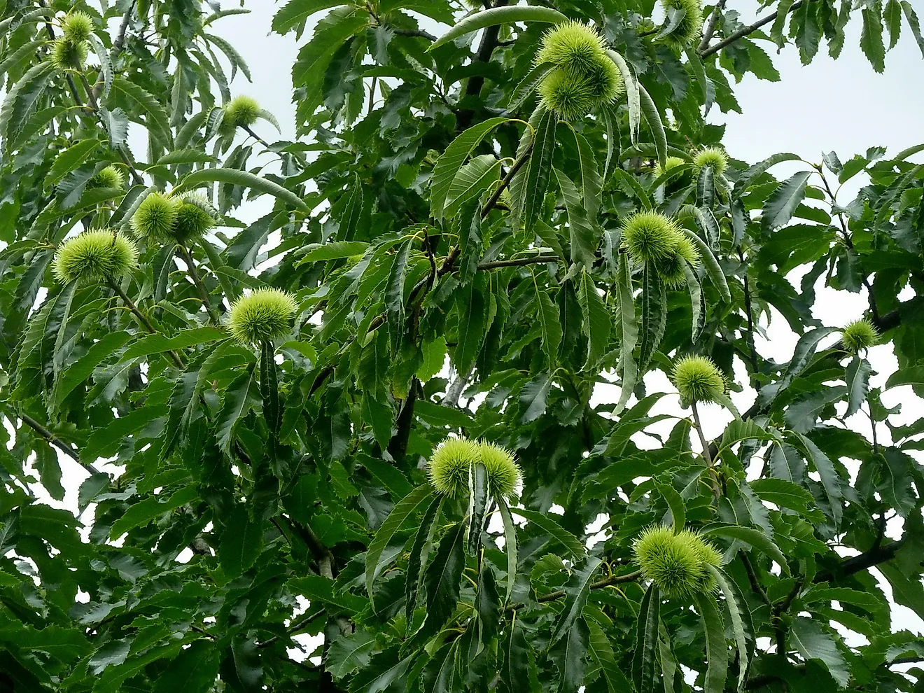 Branches with fruits and green leaves of American chestnut or Castanea dentata tree.