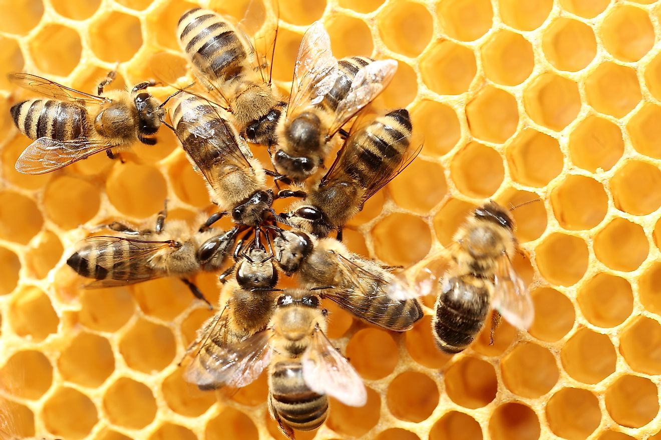 Dancing bees on beeswax. Image credit: rtbilder/Shutterstock.com