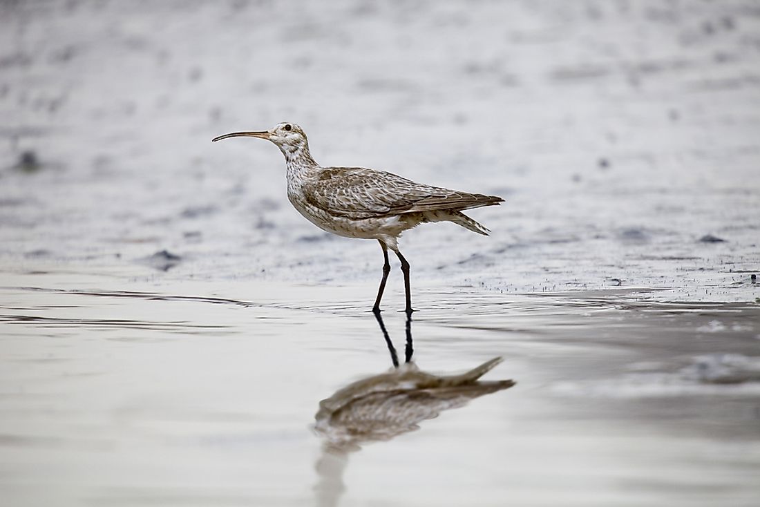 The Eskimo curlew is considered extinct after having not been sighted in over 30 years. 