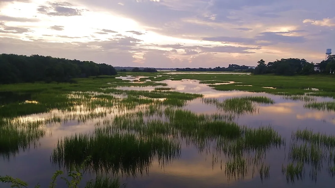 The destruction of natural habitats such as marshland has contributed to the decline in amphibian populations.