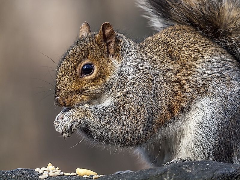 An Eastern Gray Squirrel assumes its iconic hunched over stance as it feeds.