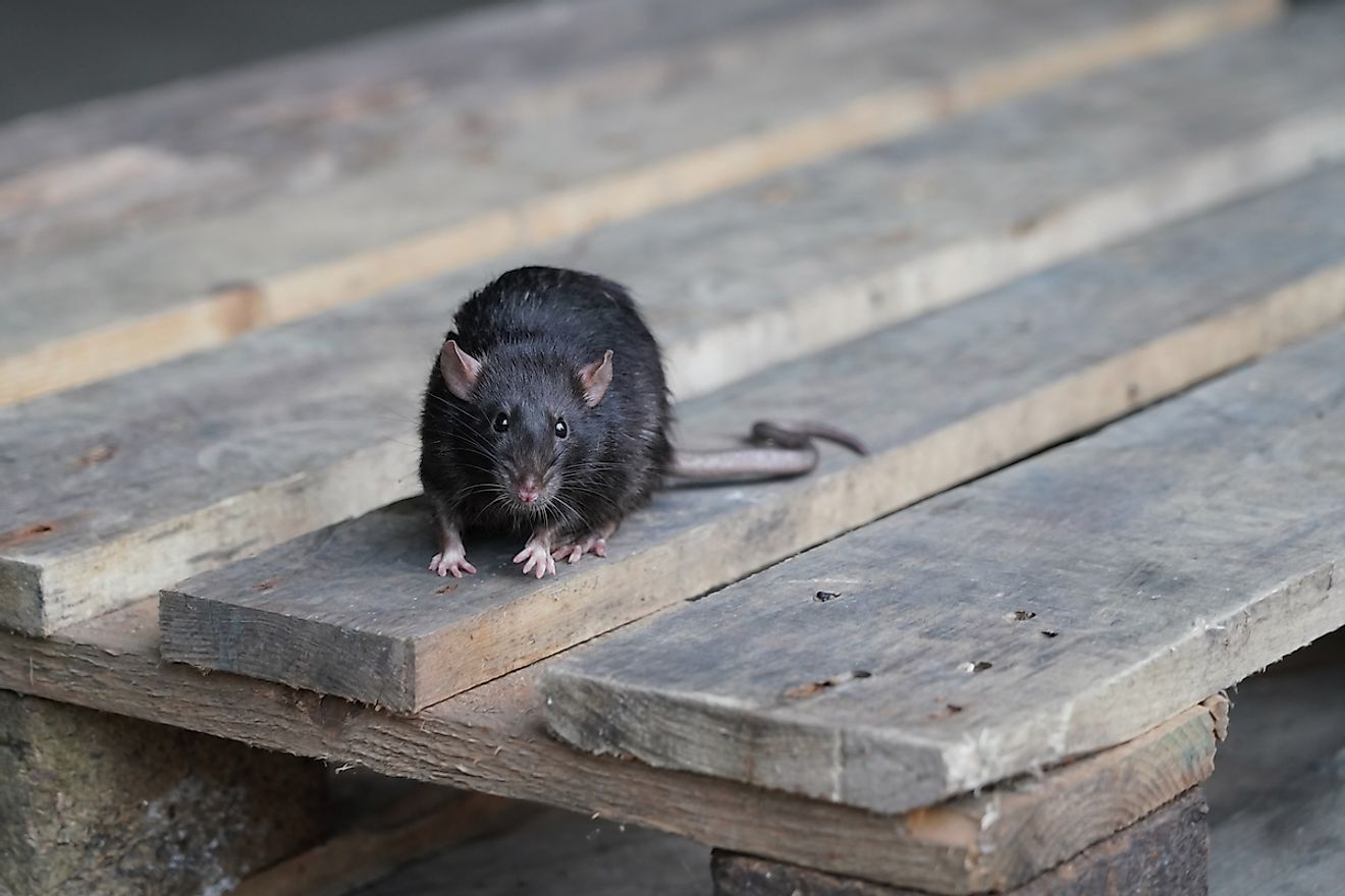 The Norway rat. Image credit: Holger Kirk/Shutterstock.com