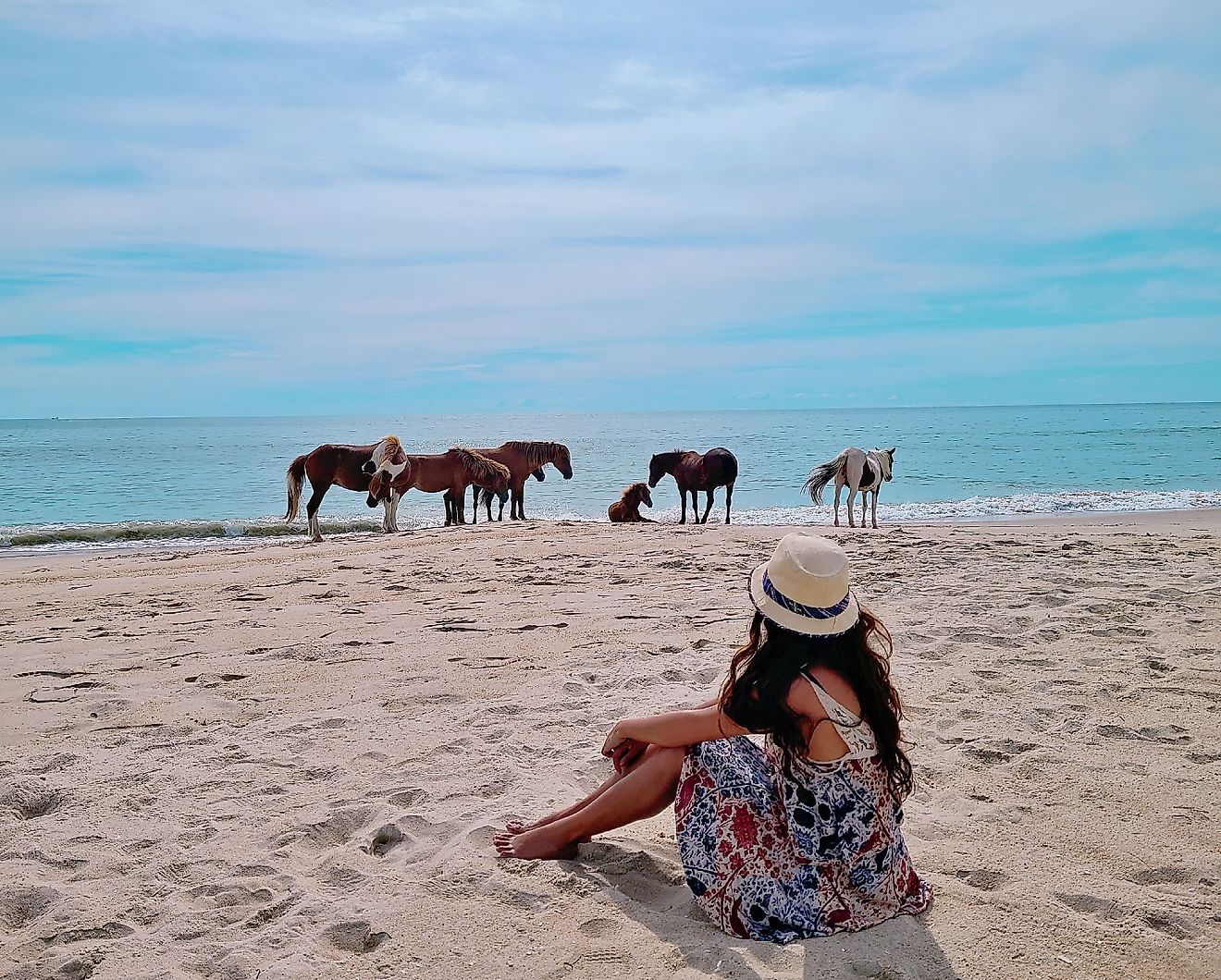 Wild horses grazing on the beach at Assateague Island National Seashore