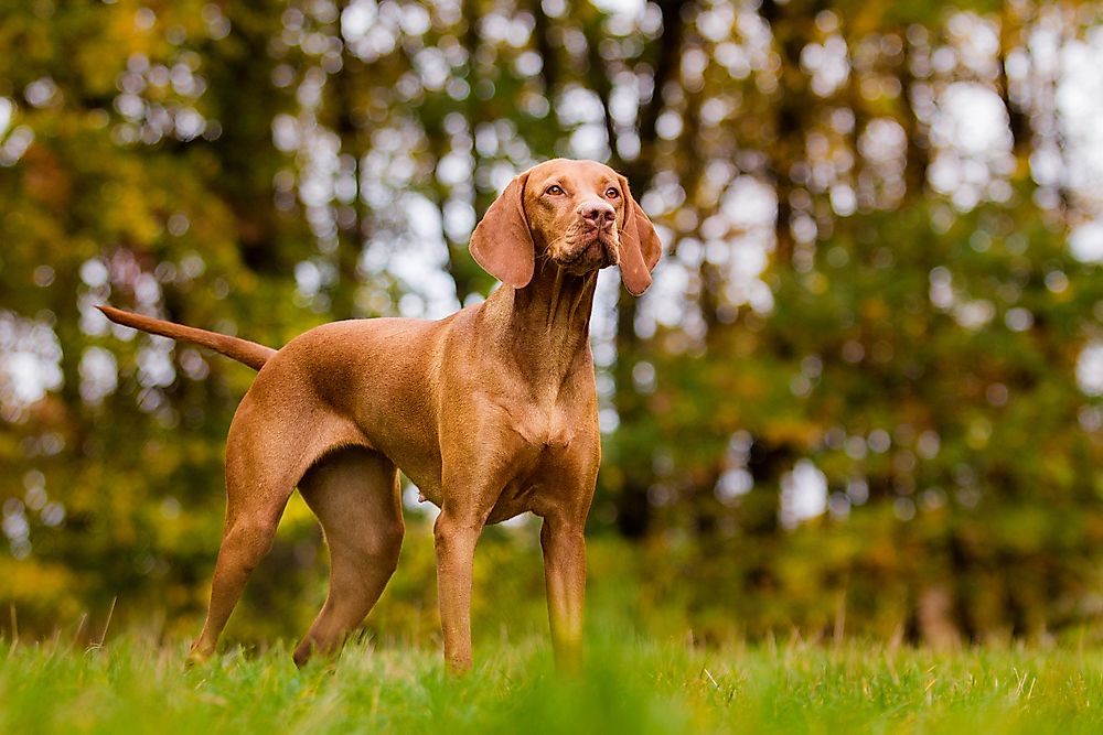 Vizsla dogs originated in Hungary.