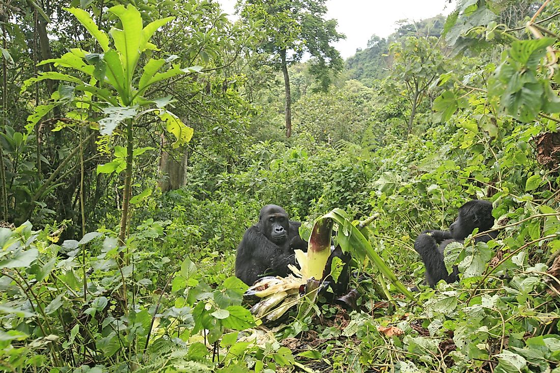A gorilla in Kahuzi-Biega National Park, DRC. 