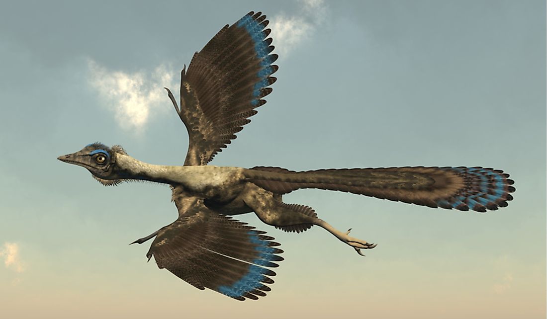 Archaeopteryx is commonly referred to as the first bird.