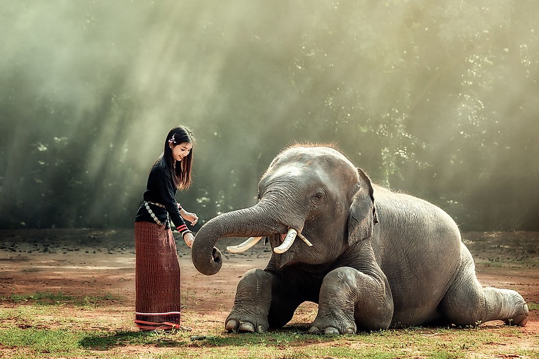 Elephants are culturally important in modern and ancient Thai society. 