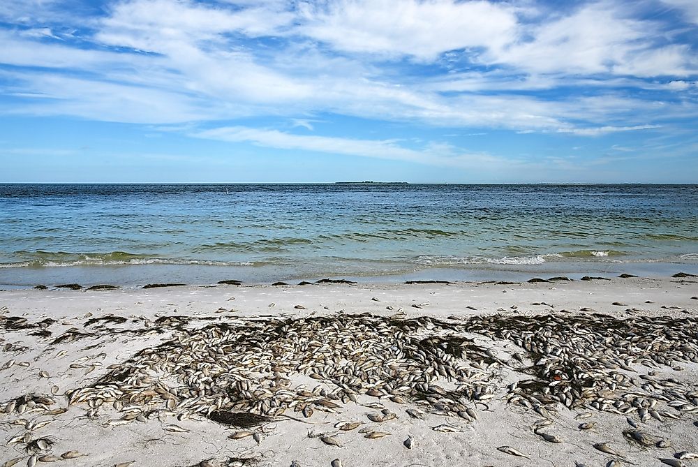 Beach littered with dead fish from the Florida Red Tide. 