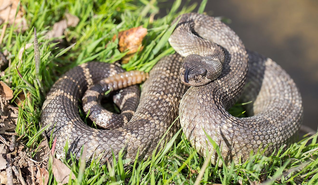 Northern Pacific Rattlesnake in defensive posture. Santa Clara County, California, USA.