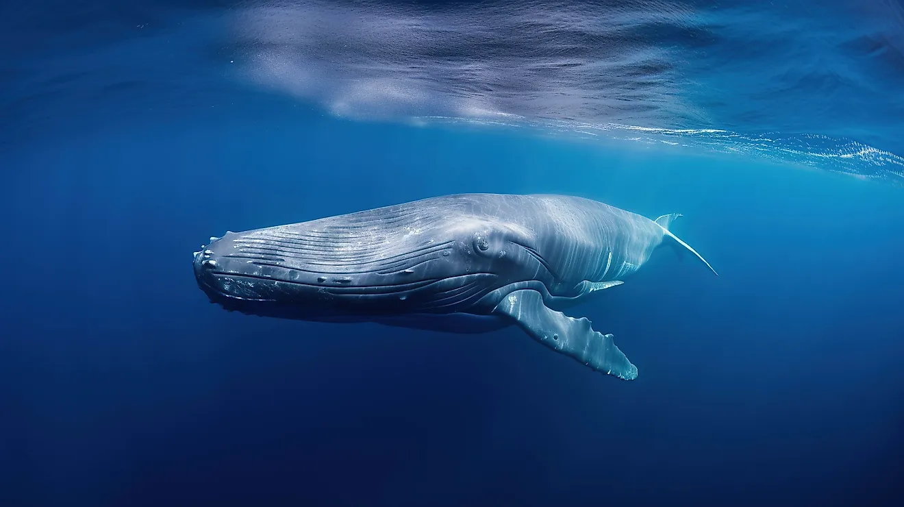 A majestic humpback whale swimming gracefully. 