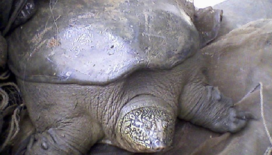 The critically endangered Yangtze Giant Softshell Turtle.